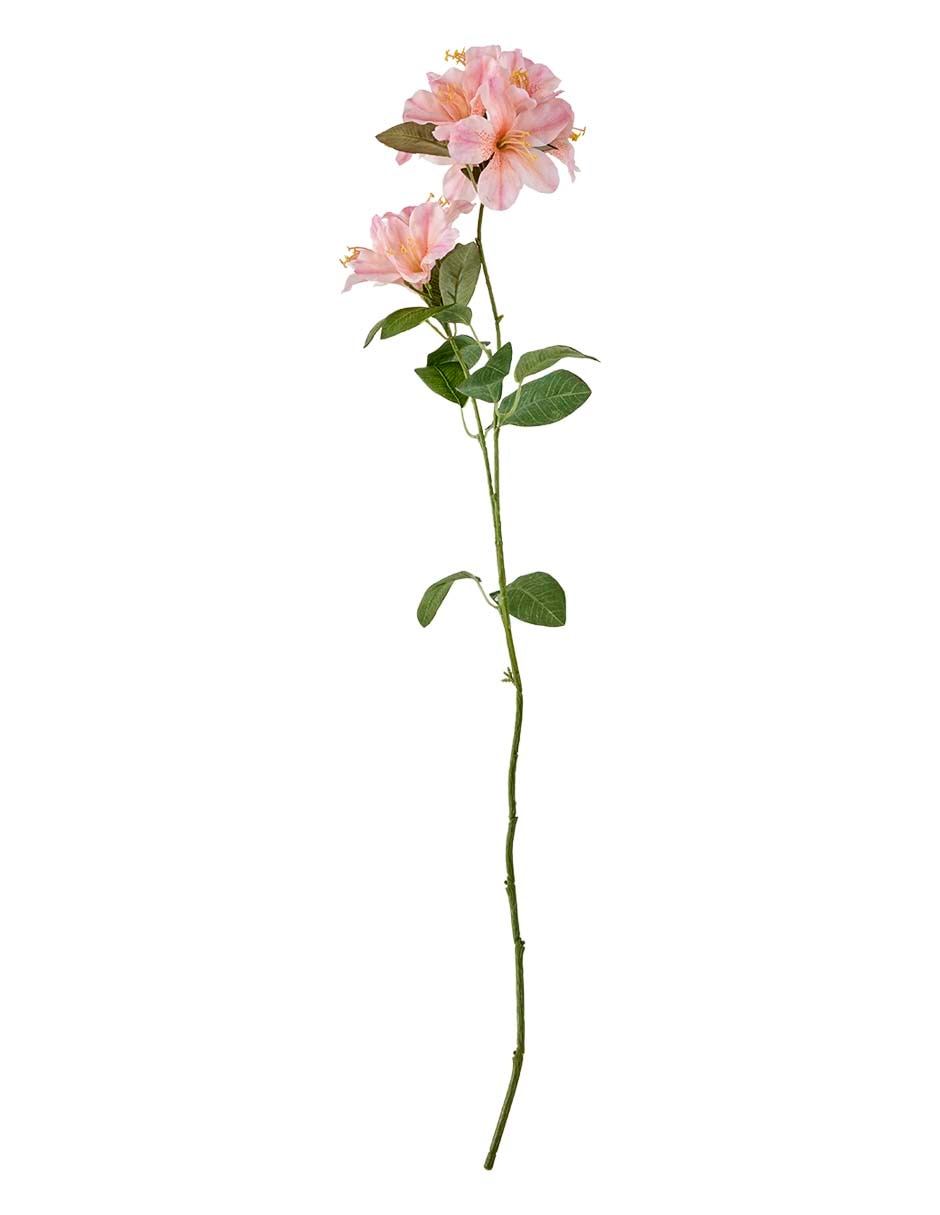 Flor de azalea