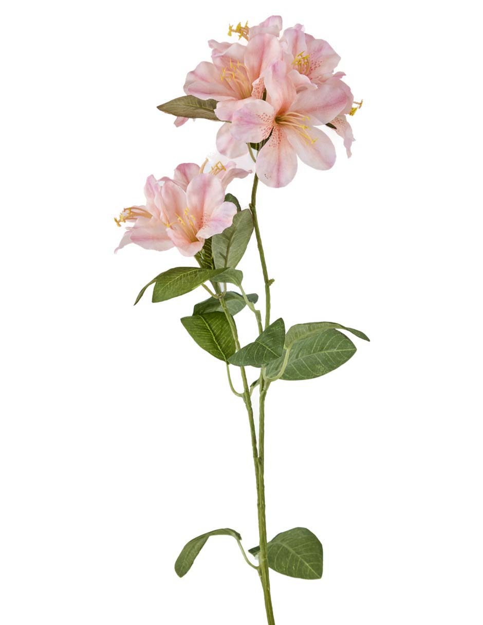 Flor de azalea 2
