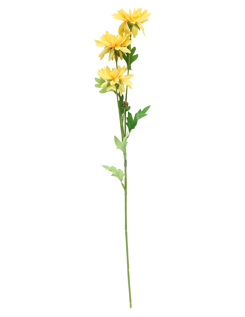 Flor de daisy