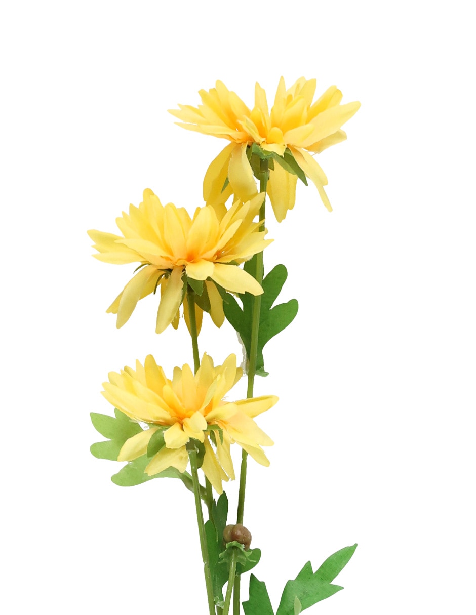Flor de daisy 3