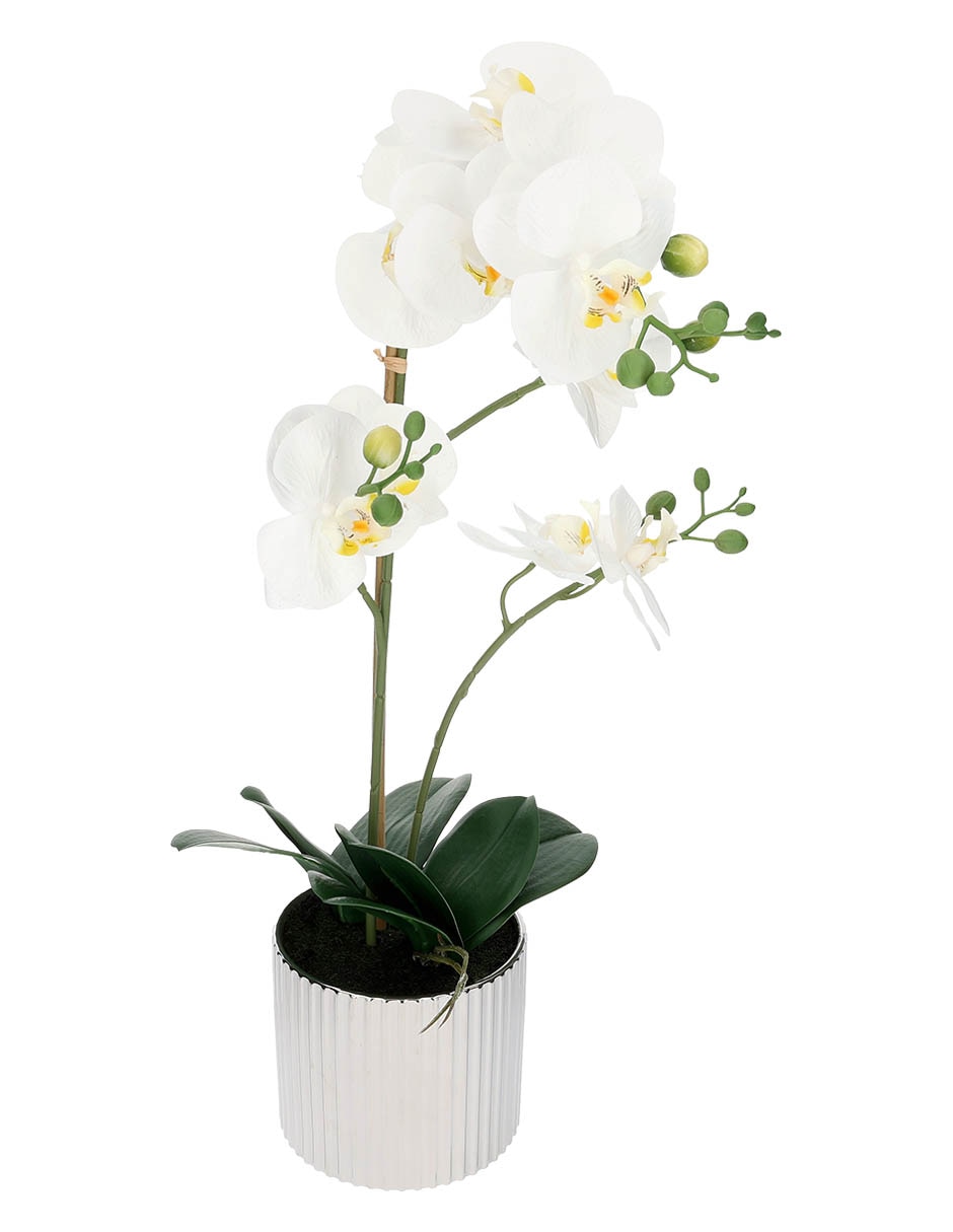 Preelaborado de orquídea Haus