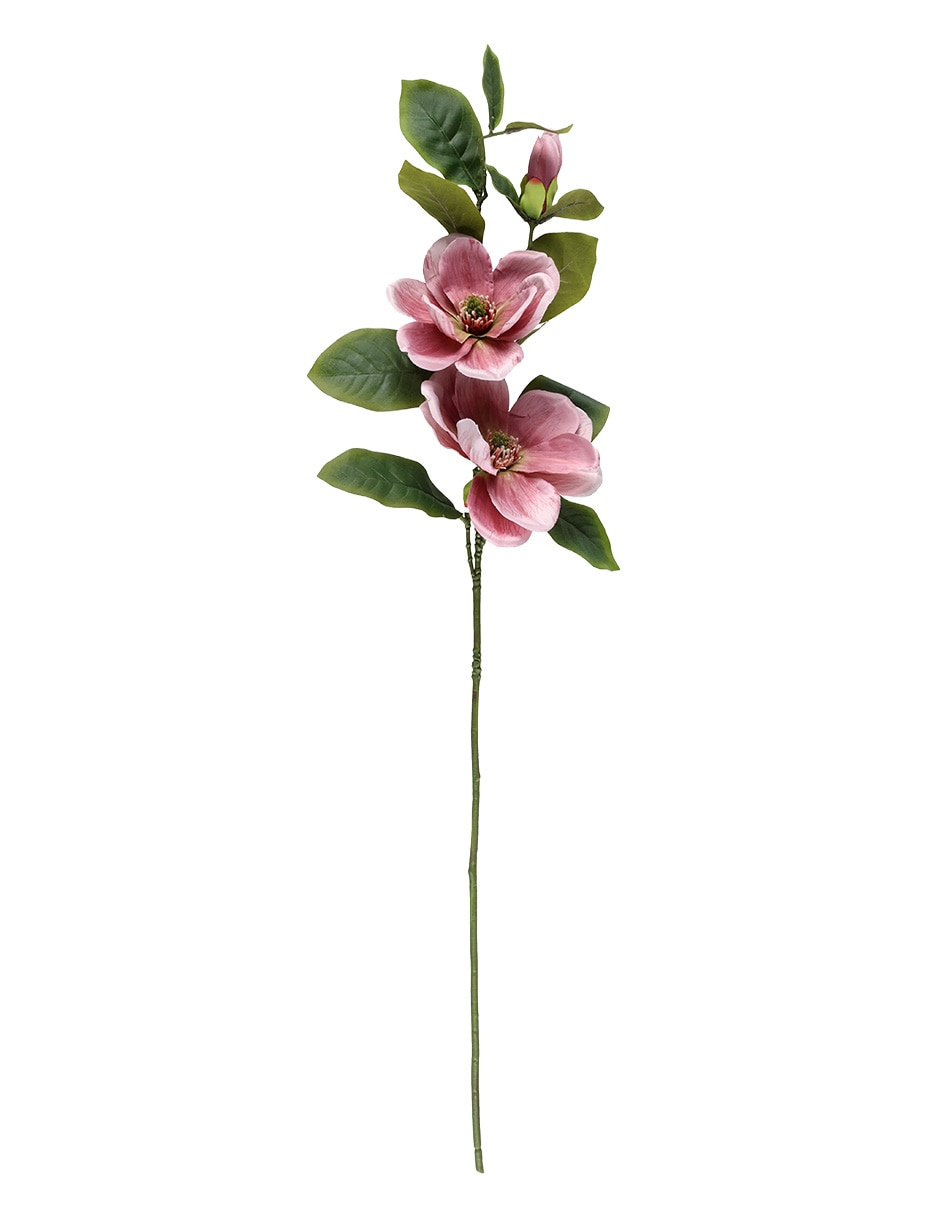 Flor de magnolia