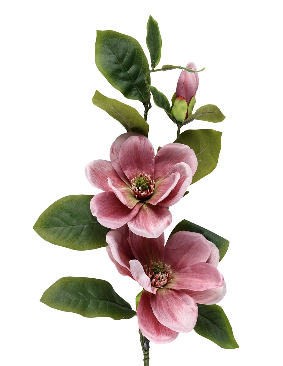 Flor de magnolia 2