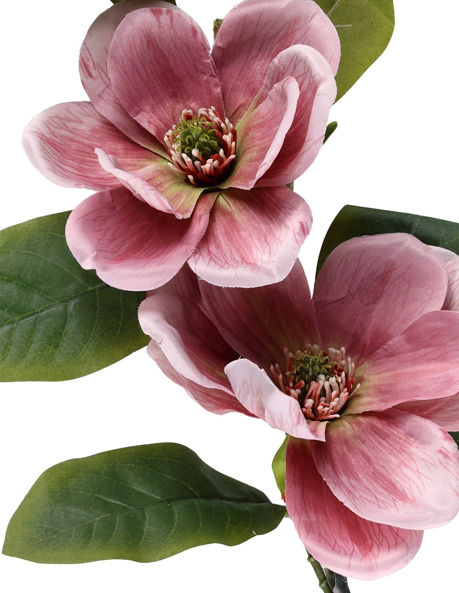 Flor de magnolia 3