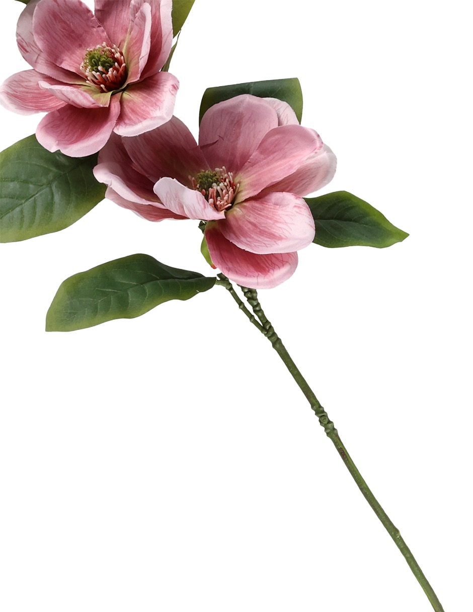 Flor de magnolia 4