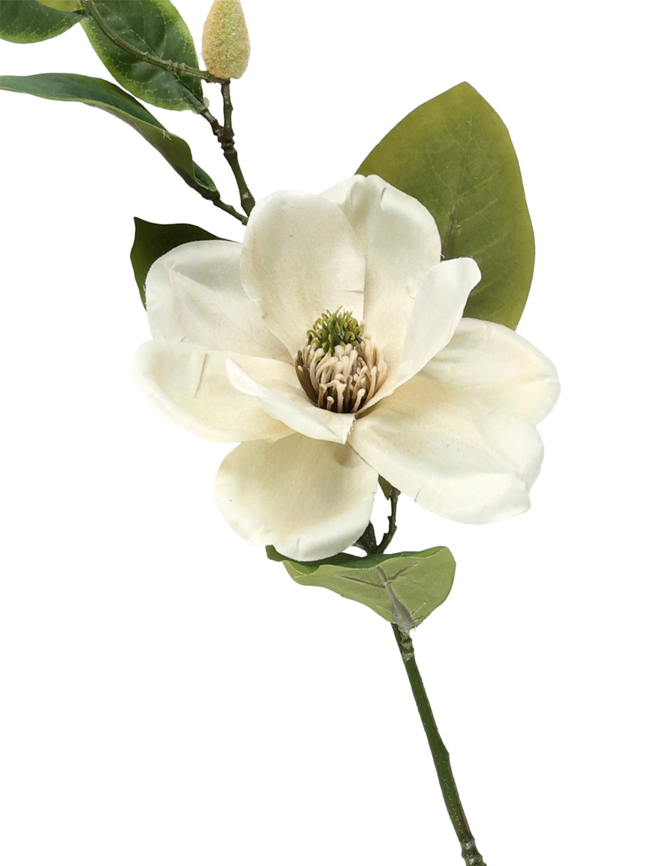 Flor de magnolia 2