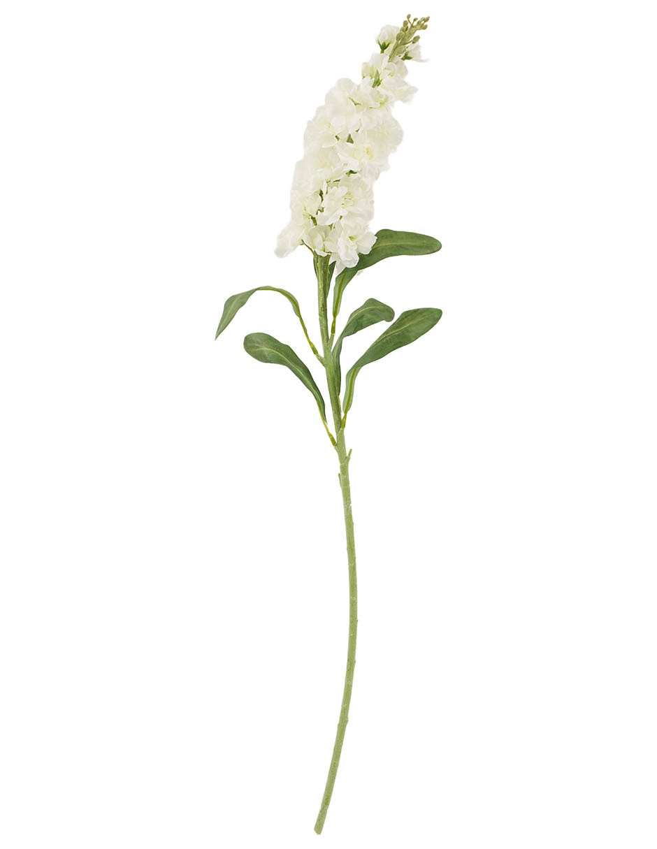 Delphinium Delphinium