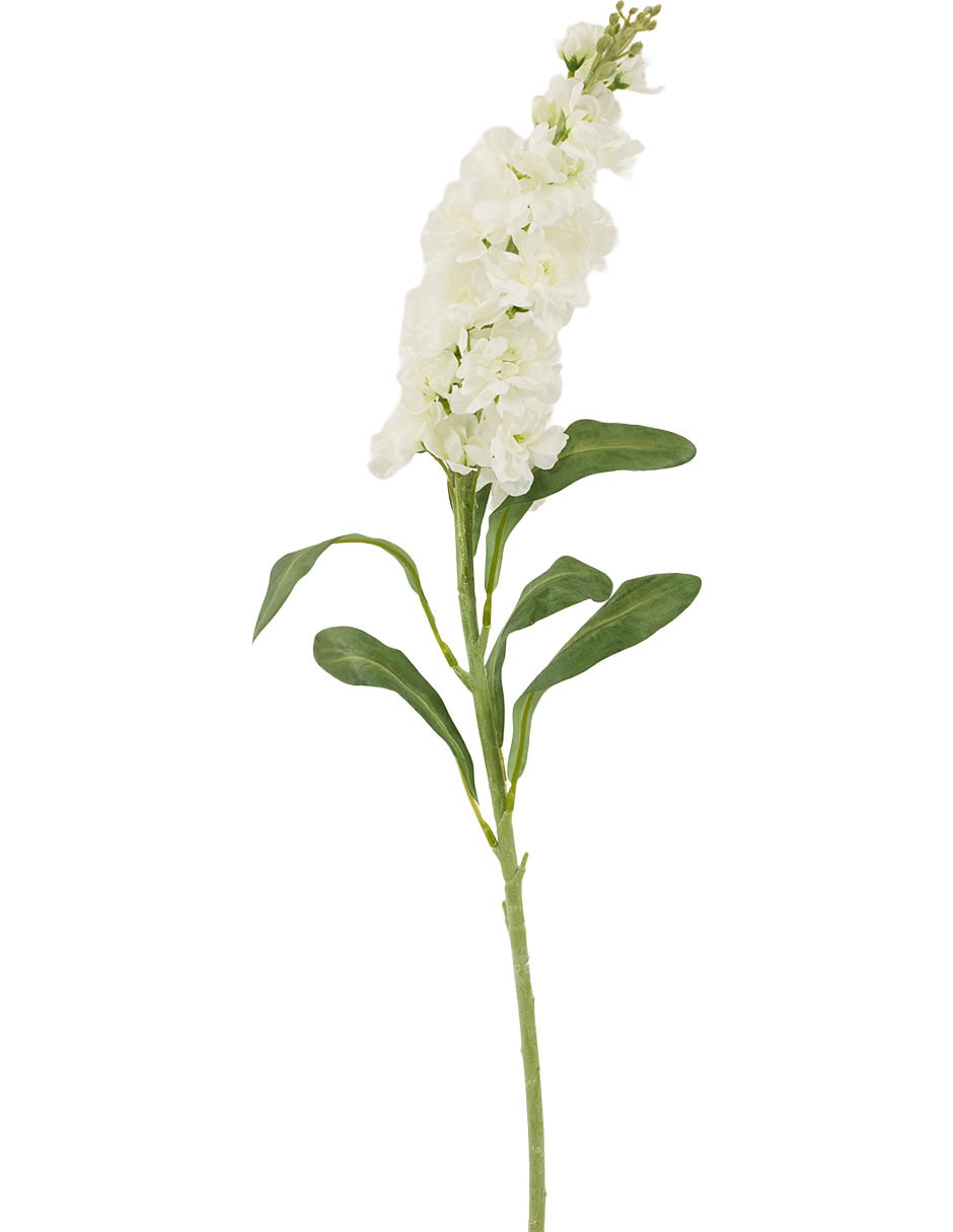 Delphinium