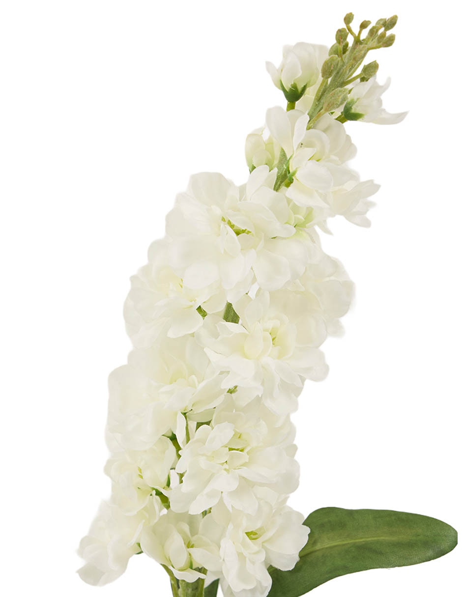 Delphinium