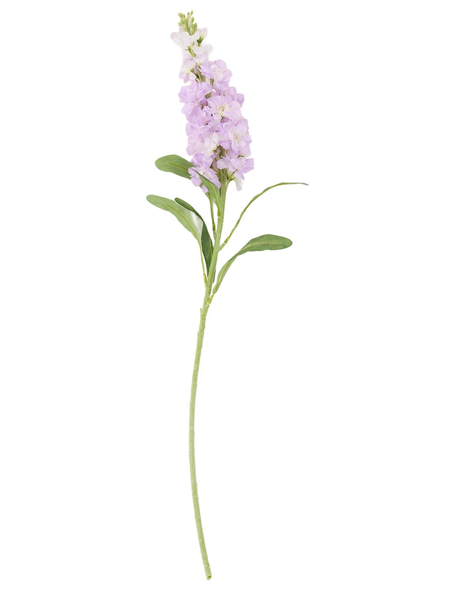 Delphinium Delphinium