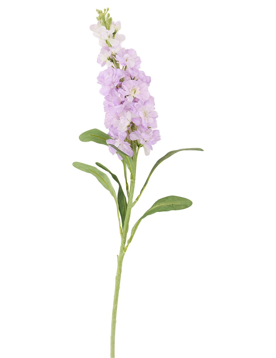 Delphinium