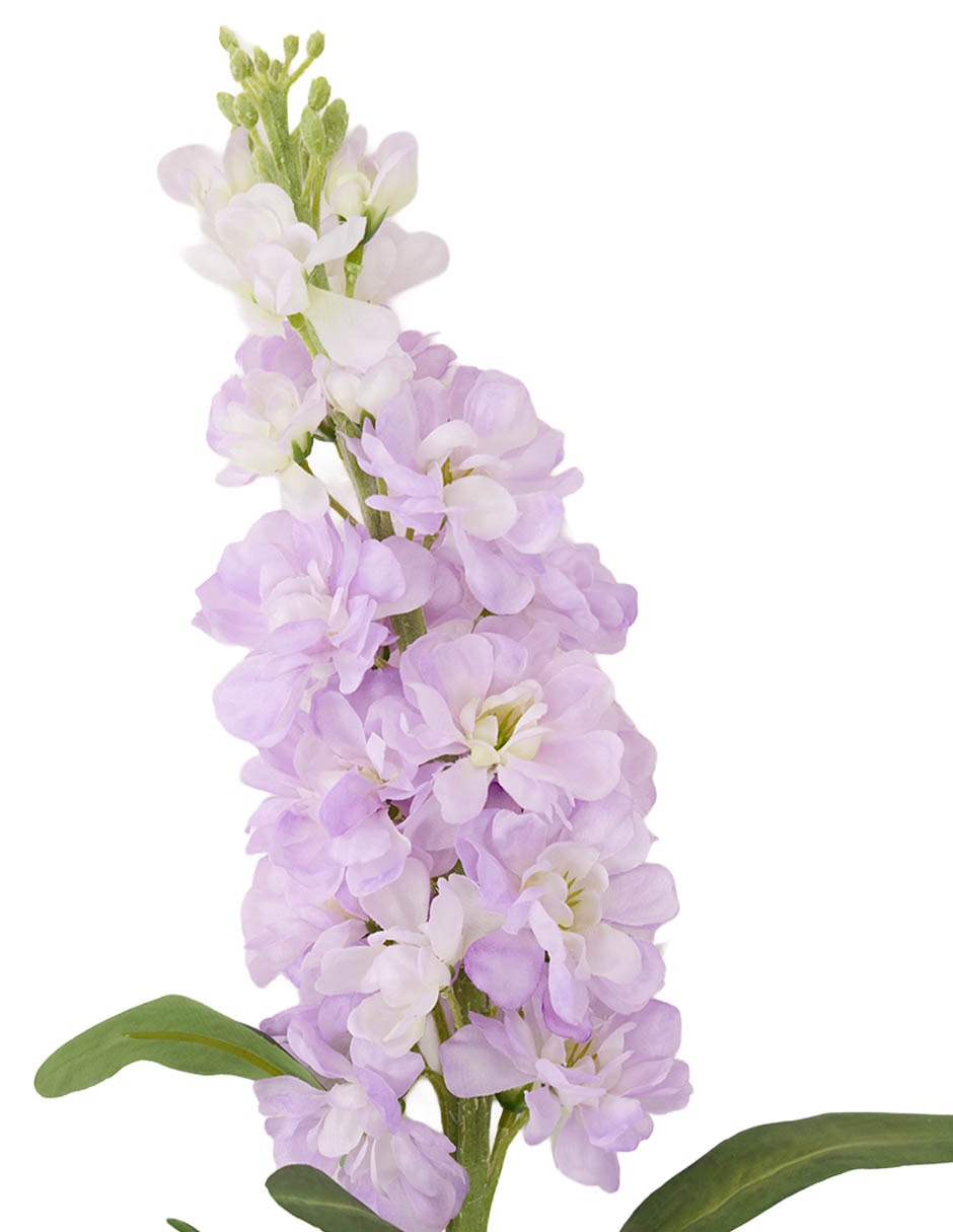 Delphinium