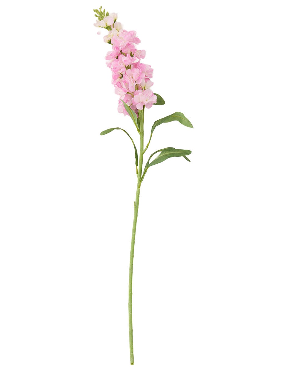 Delphinium
