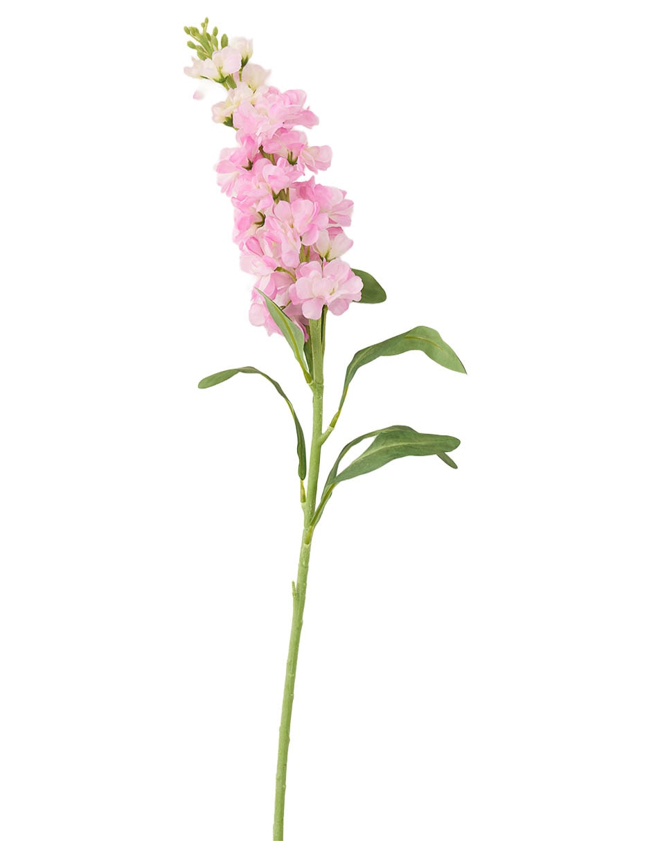 Delphinium
