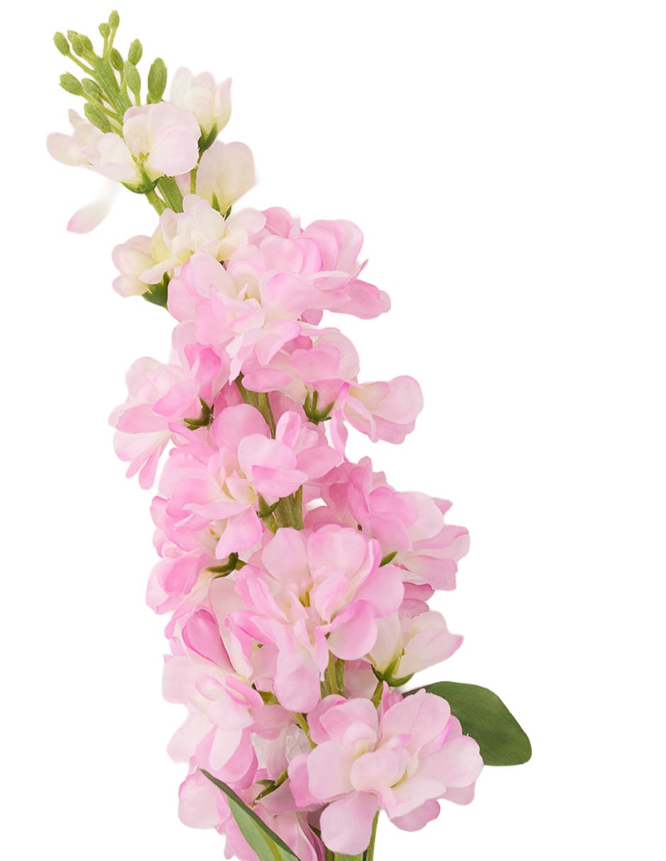 Delphinium