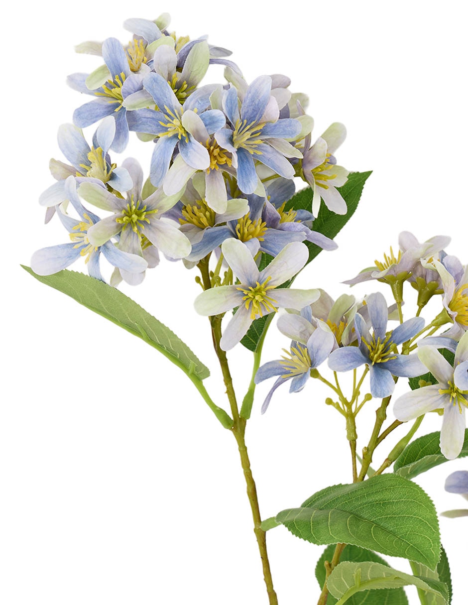 Flor de lilac 3