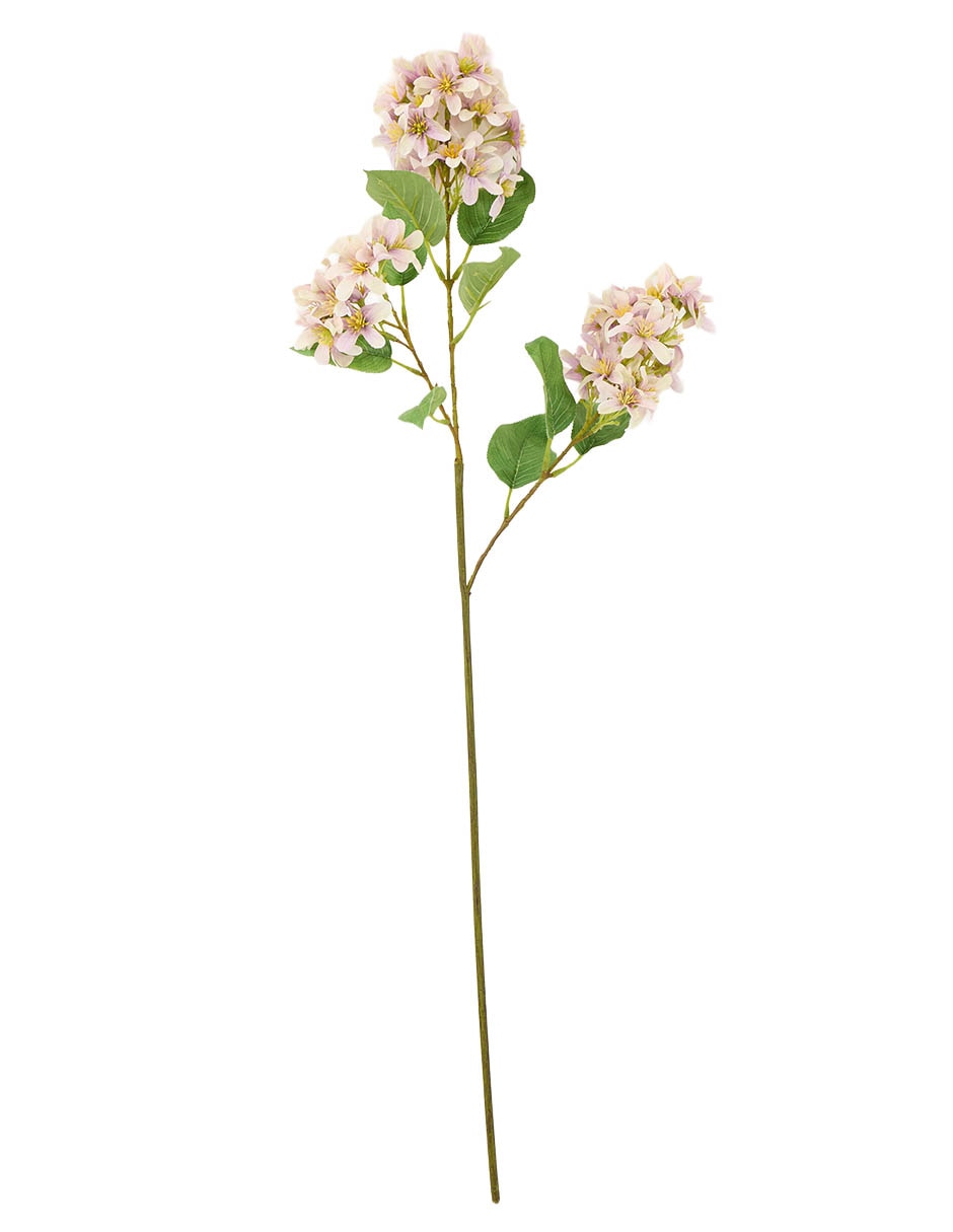 Flor de lilac