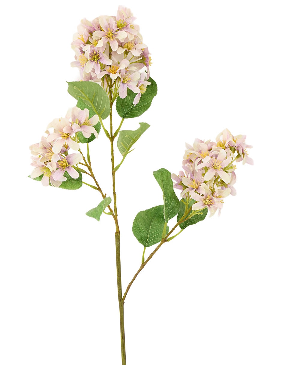 Flor de lilac 2