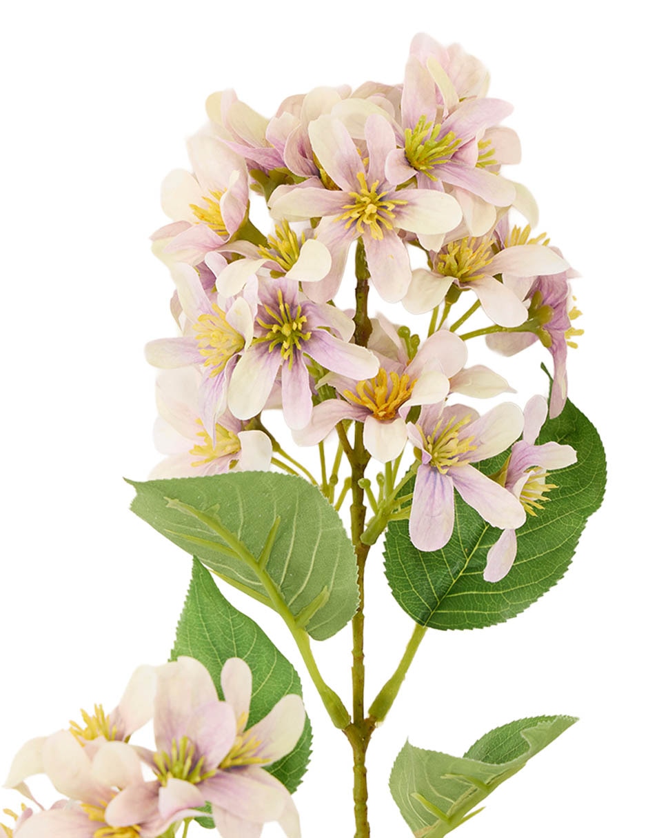 Flor de lilac 3