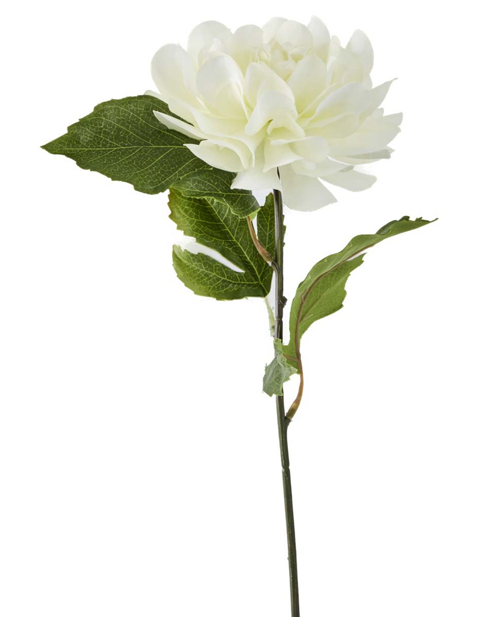 Flor de dalia 2