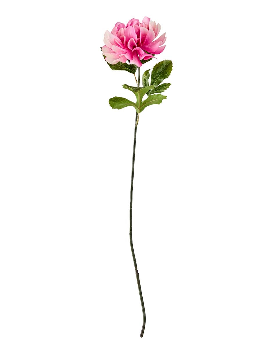 Flor de dalia