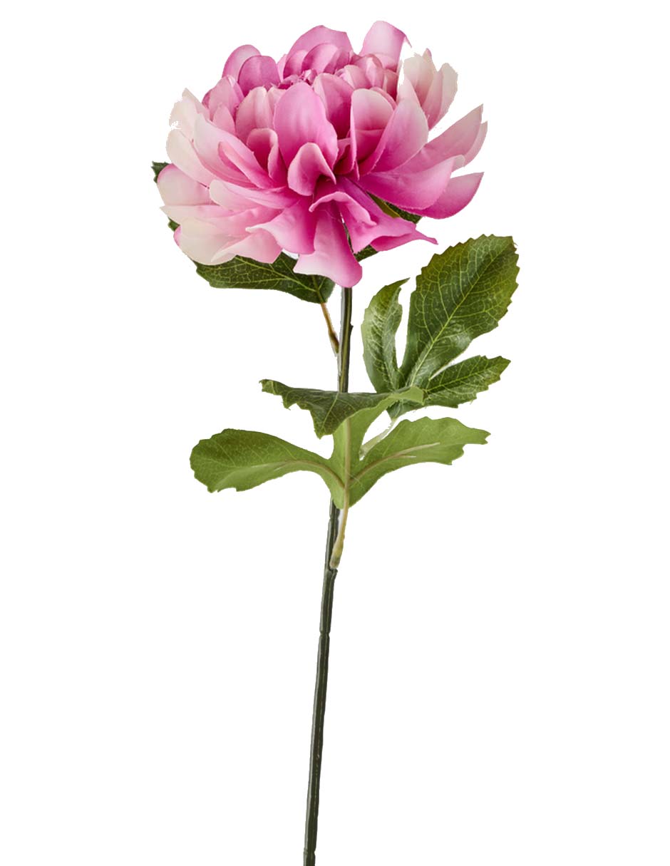 Flor de dalia 2