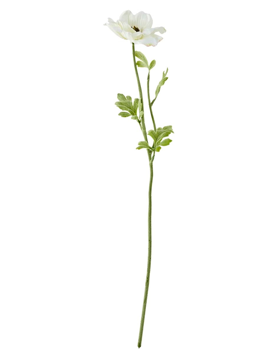 Flor de anémona