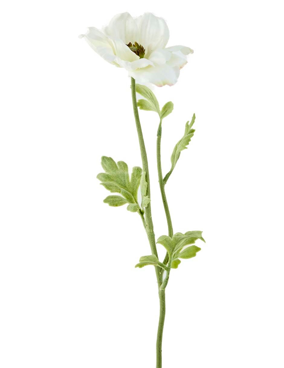 Flor de anémona 2