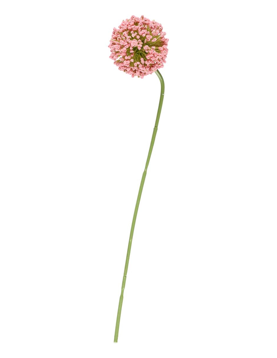 Flor de allium