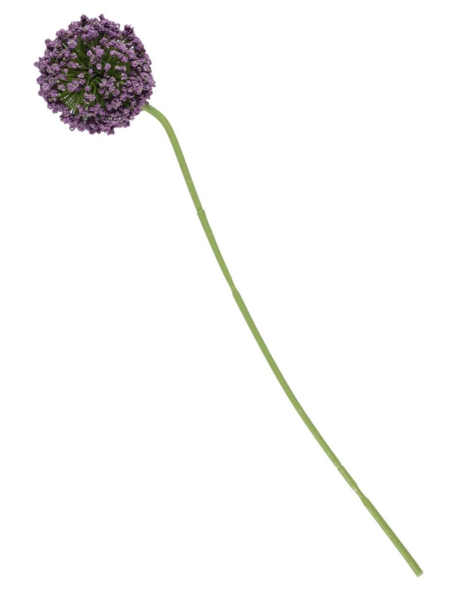 Flor de allium