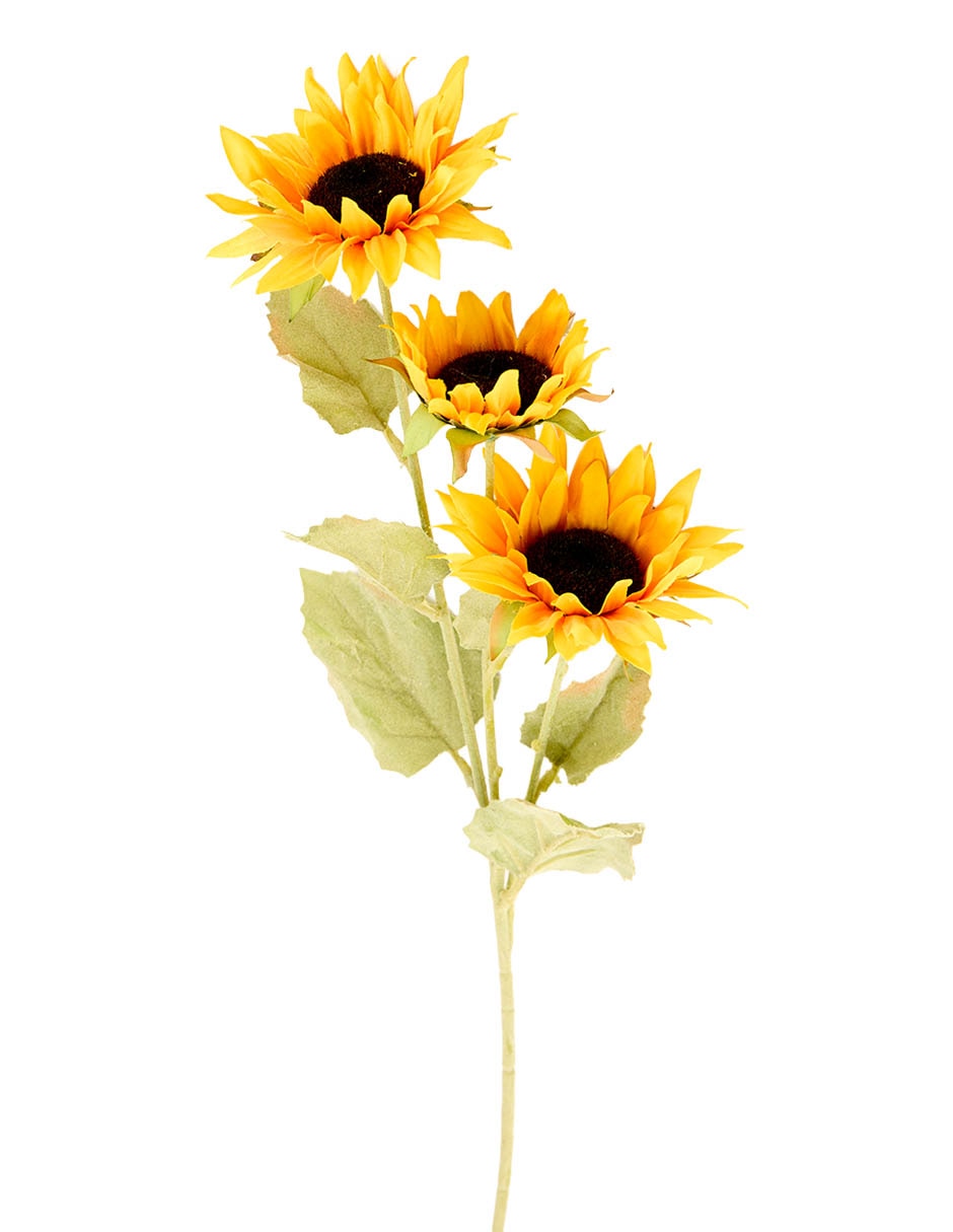Flor de girasol