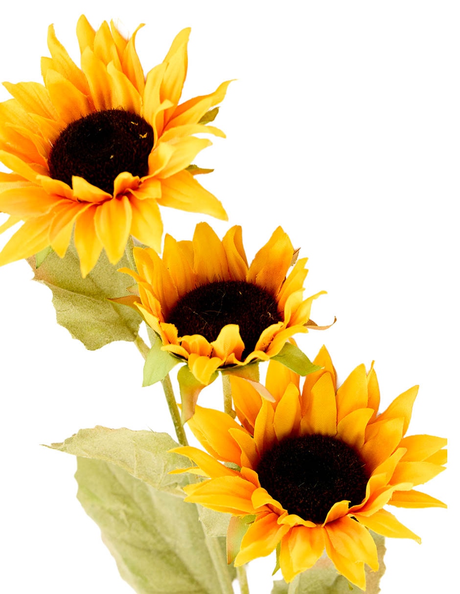 Flor de girasol
