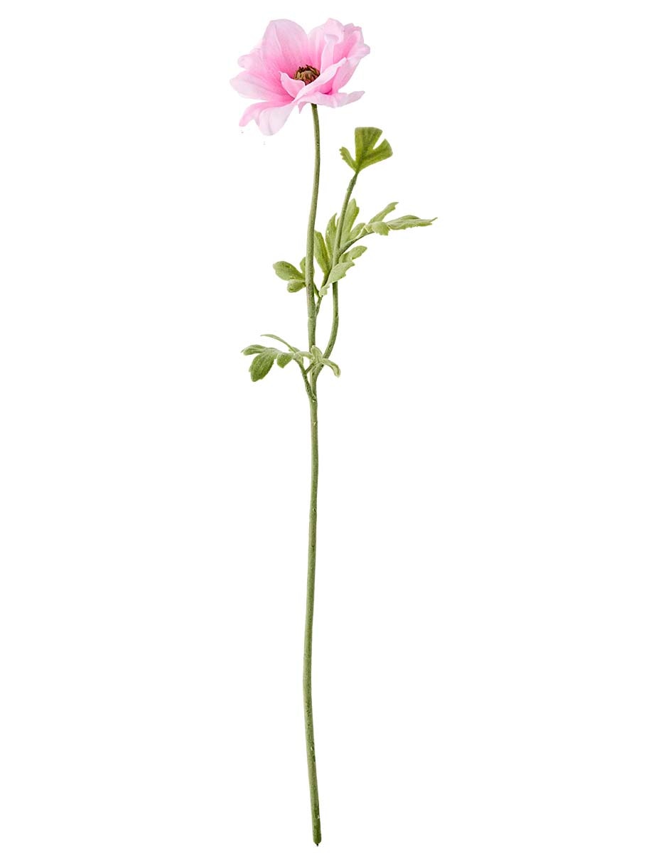 Flor de anémona