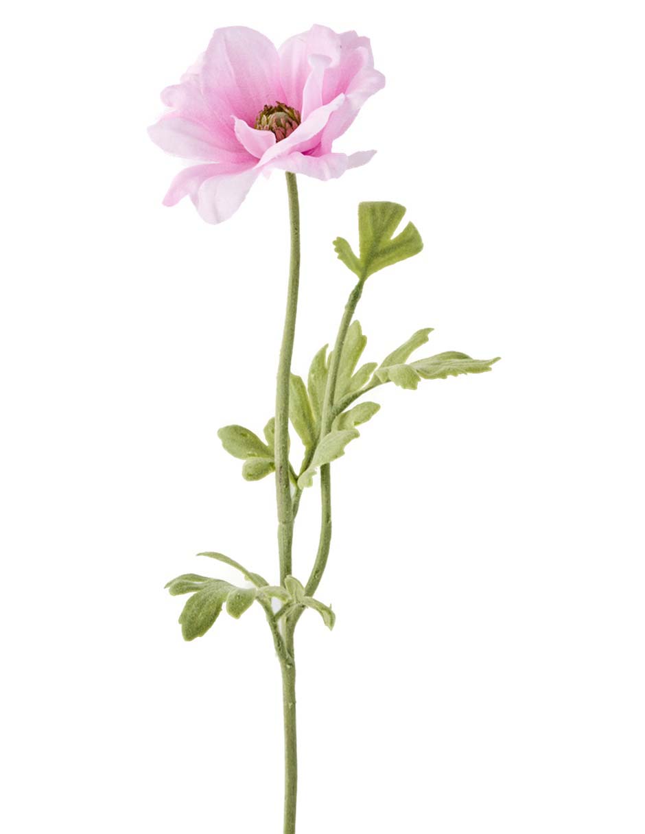 Flor de anémona 2