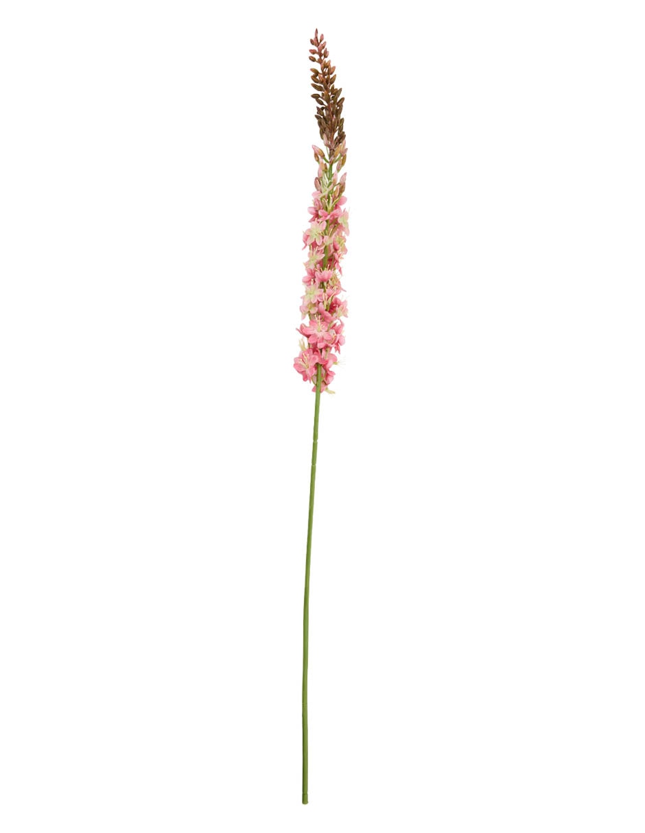 Vara de eremurus