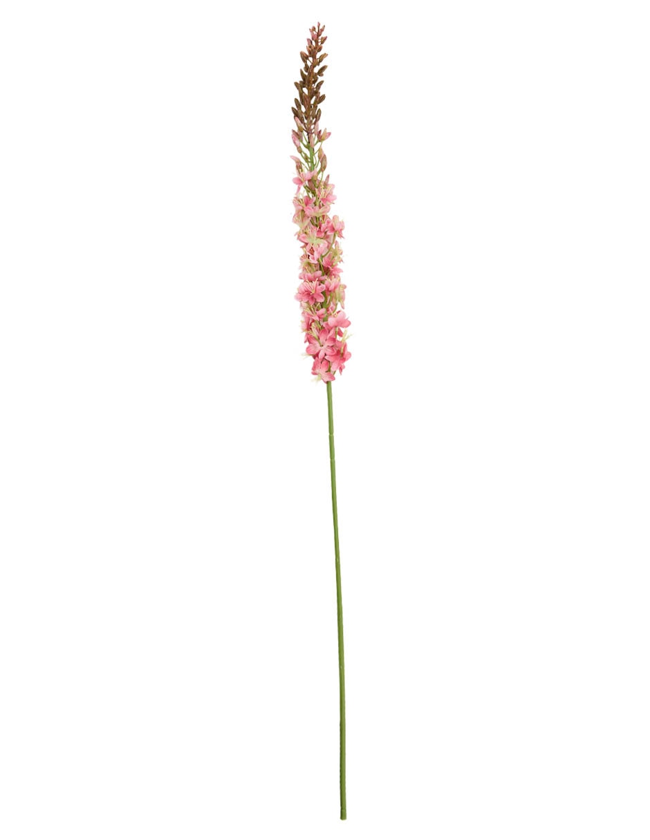 Vara de eremurus 2