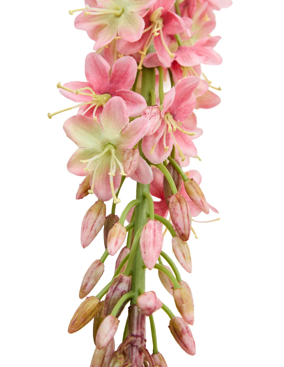 Vara de eremurus 3