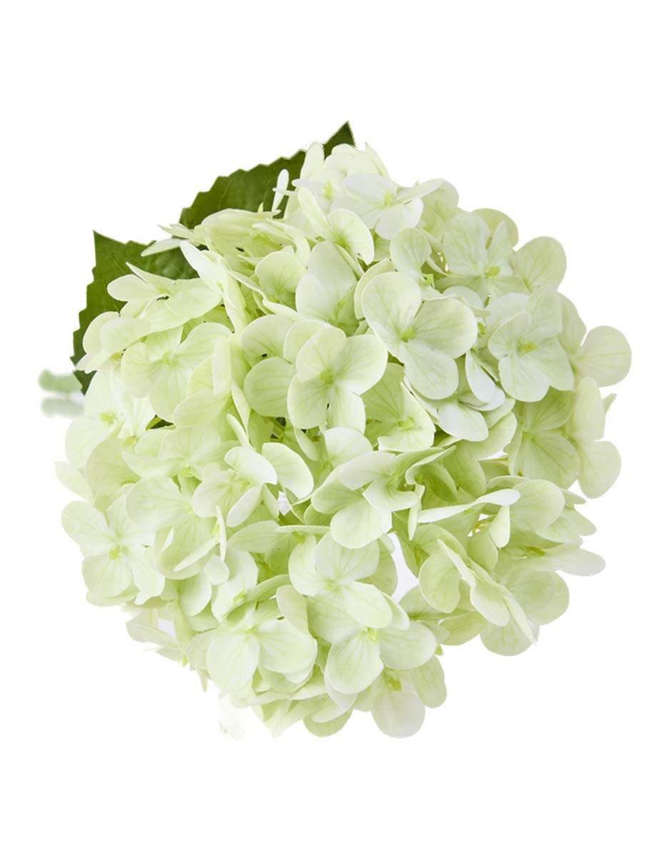 Flor de hortensia 3