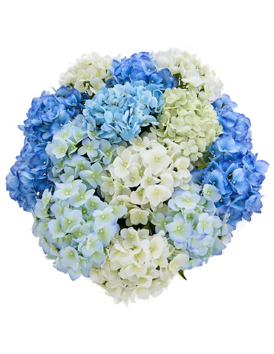 Flor de hortensia 4