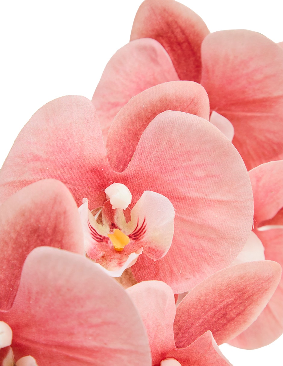 Vara de orquídea 4