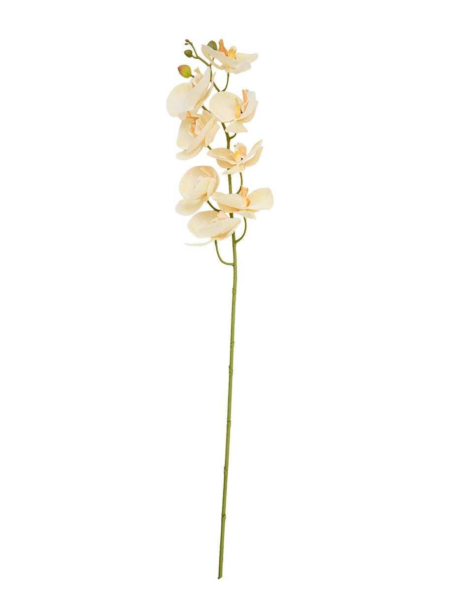Vara de orquídea