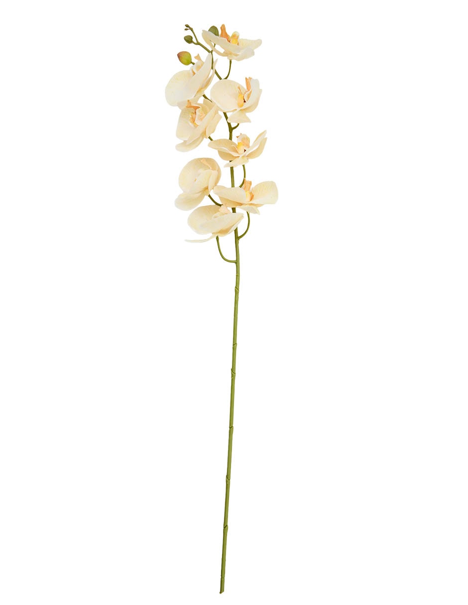 Vara de orquídea 2