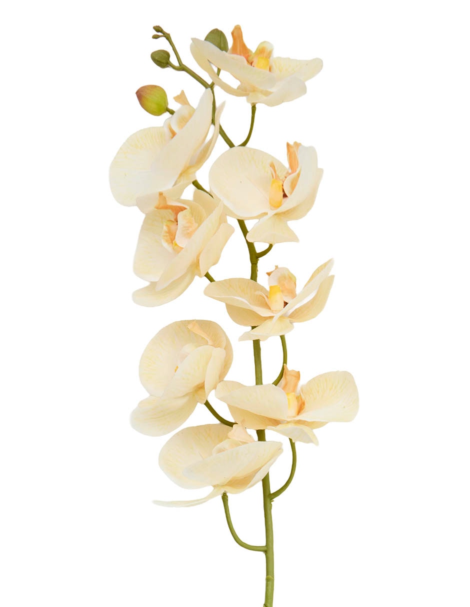 Vara de orquídea 3