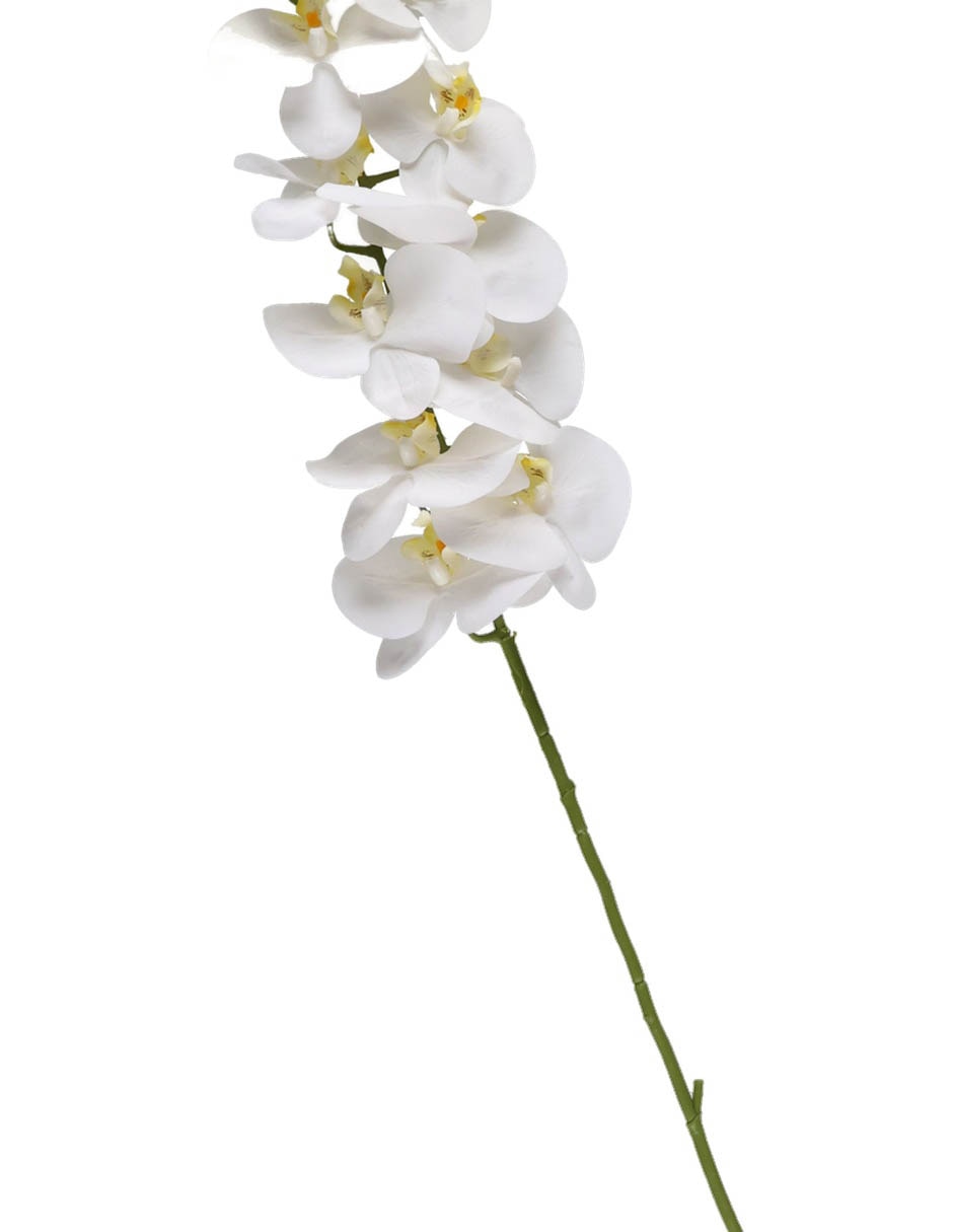 Vara de orquídea 3