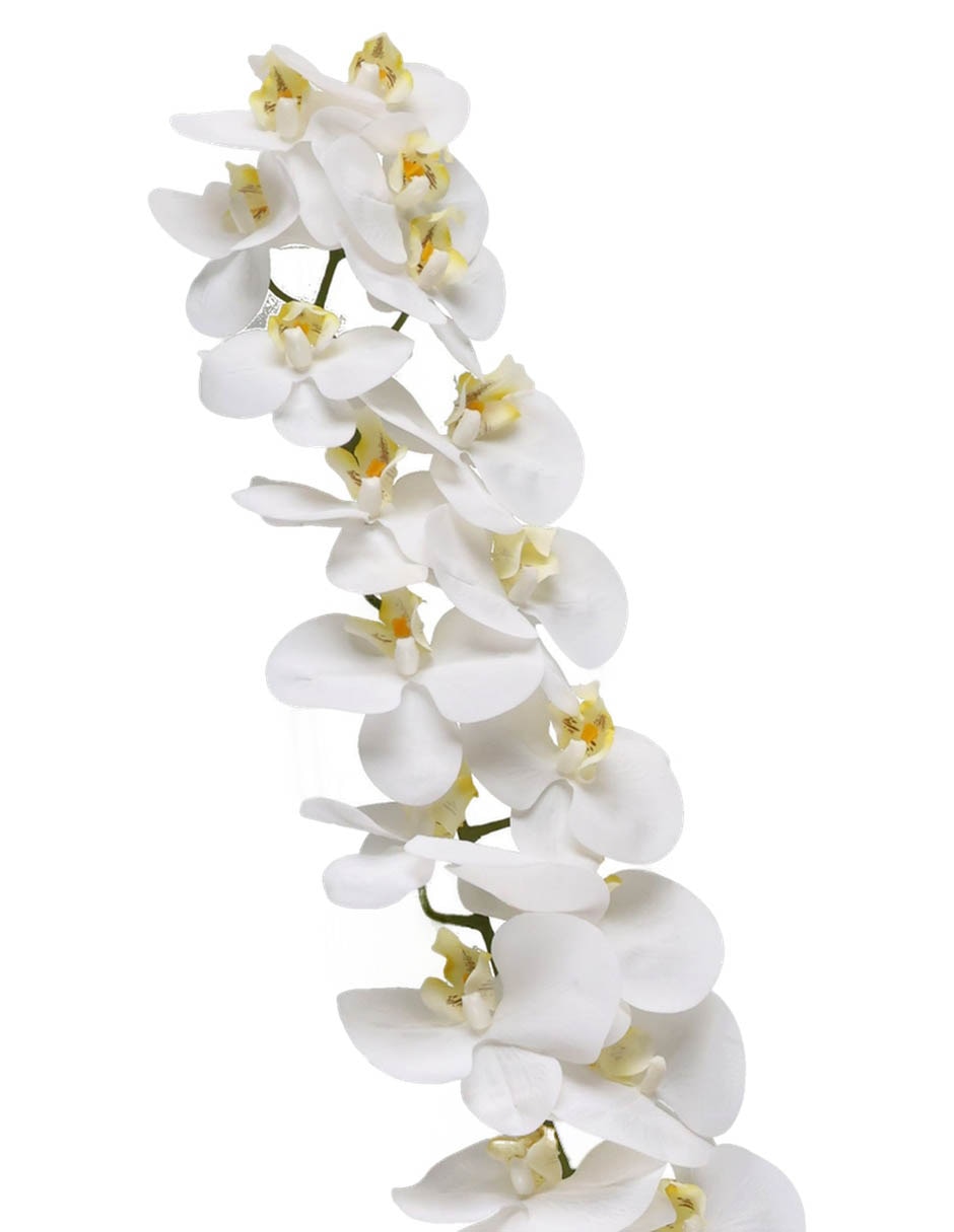 Vara de orquídea 4