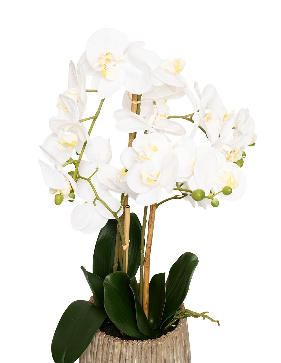 PREELABORADO ORQUÍD, 69 CM, GRIS CLARO 2