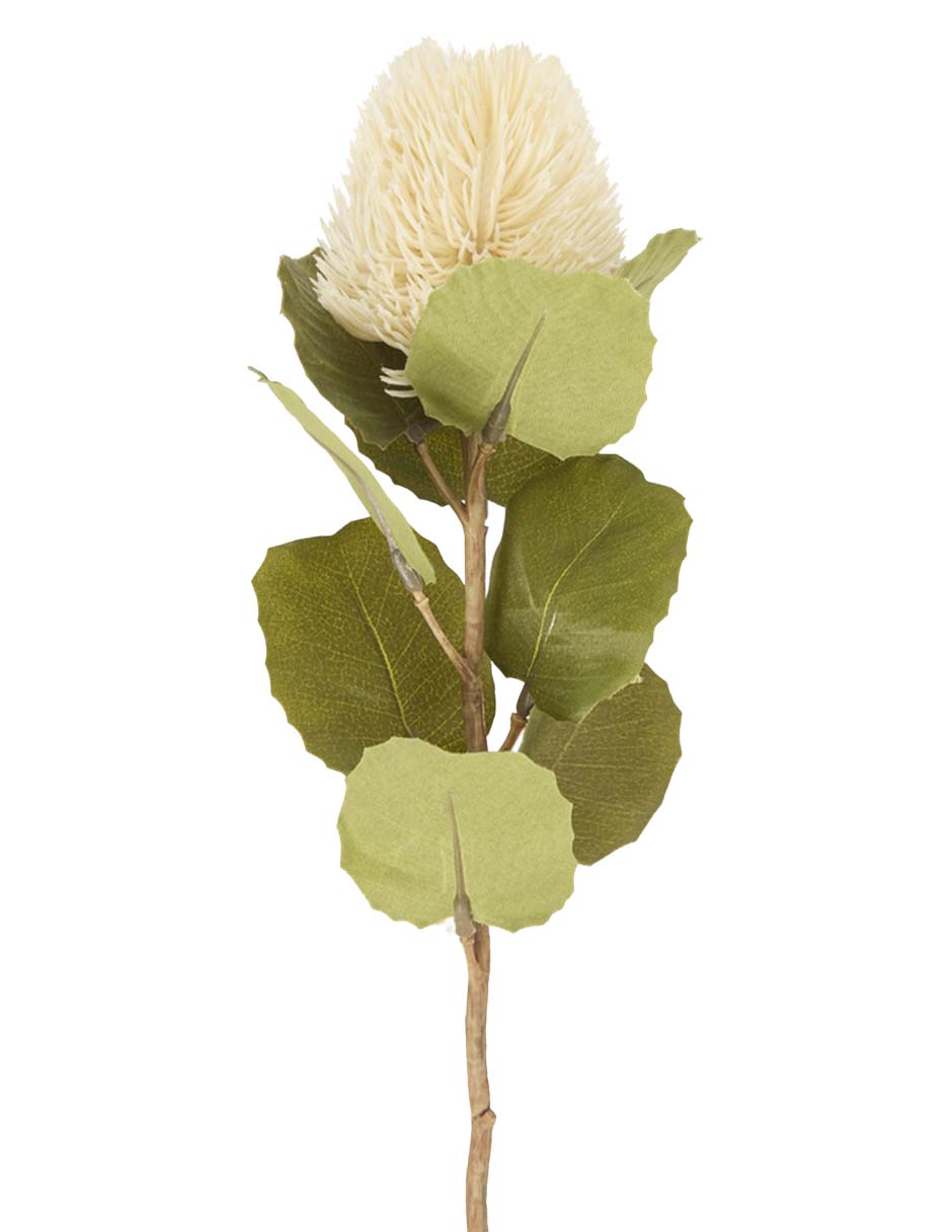 Banksia decorativa