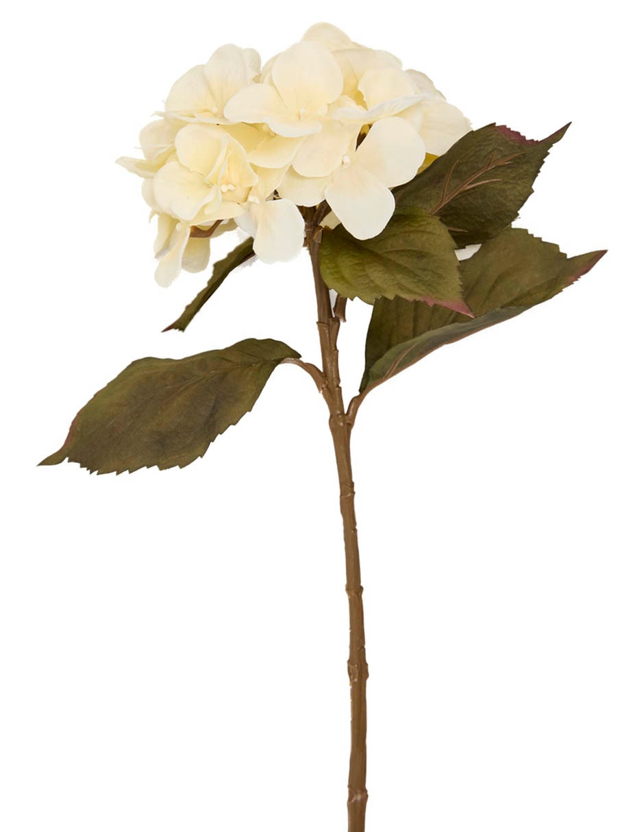 HORTENSIA, 54 CM, BLANCO 2