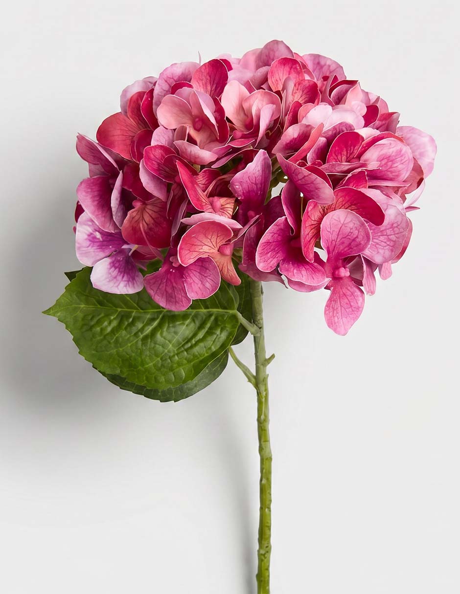 Flor de hortensia 2