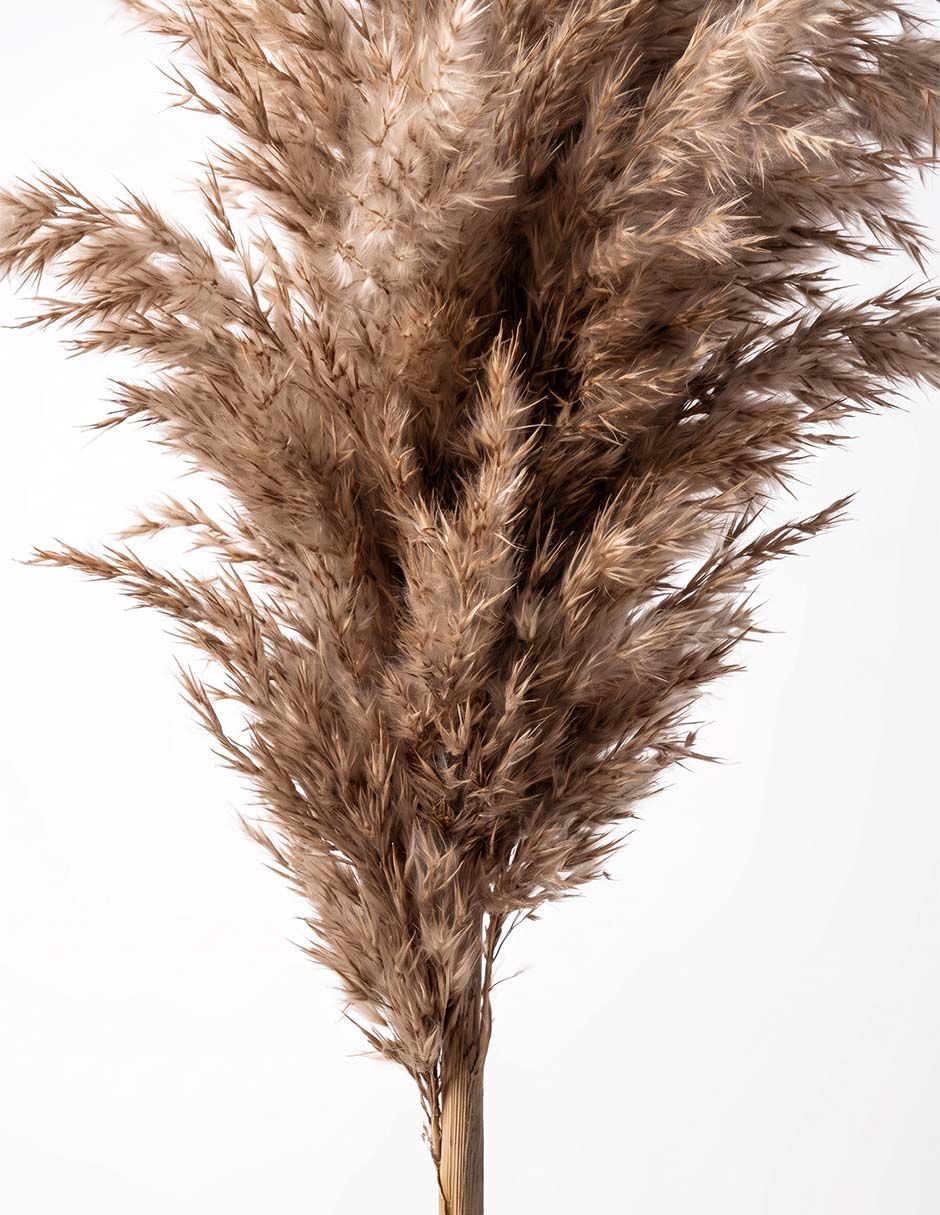 Vara pampa decorativa 3